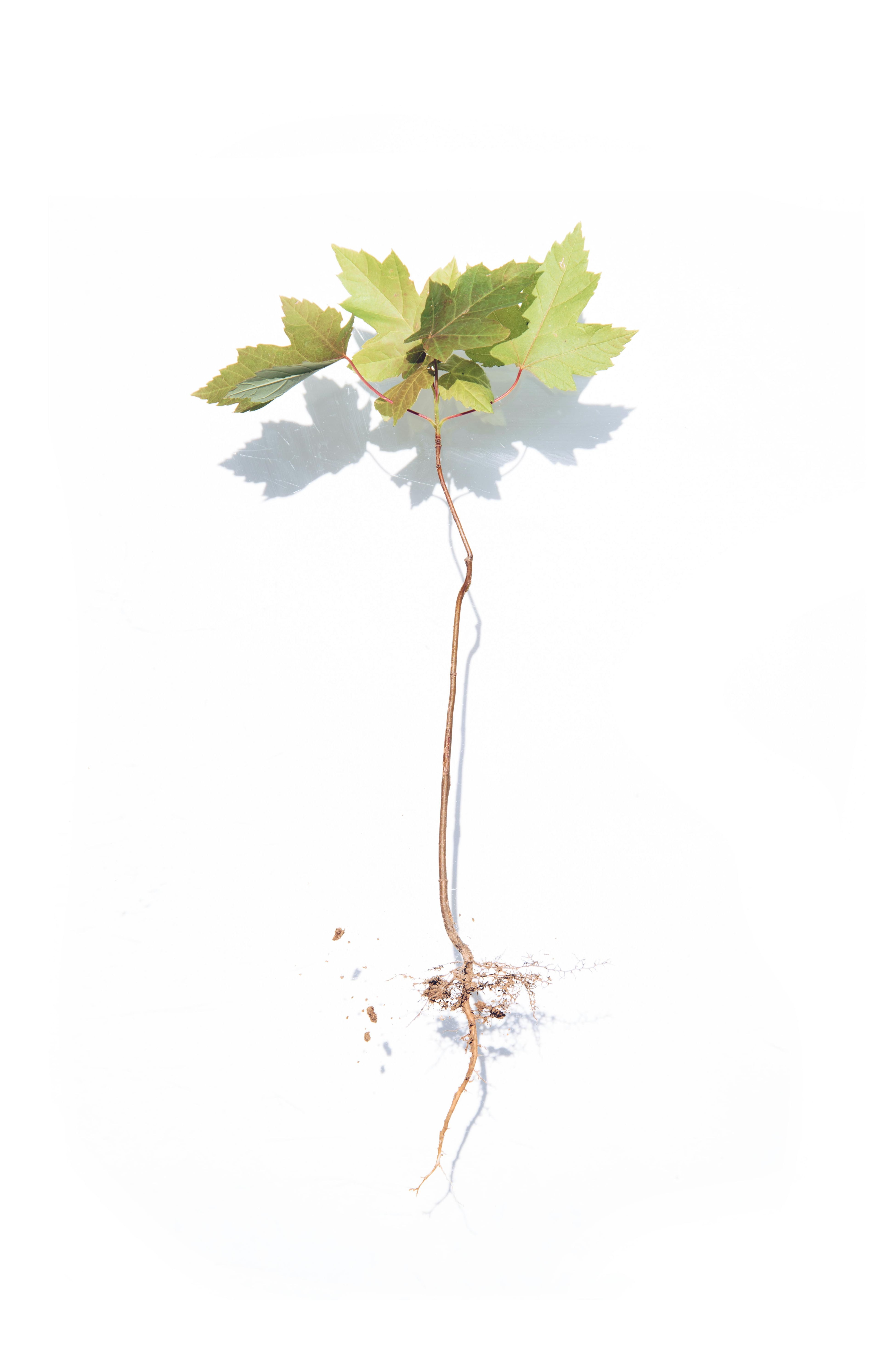 A close-up of a green leaf, evoking a natural and organic feel.